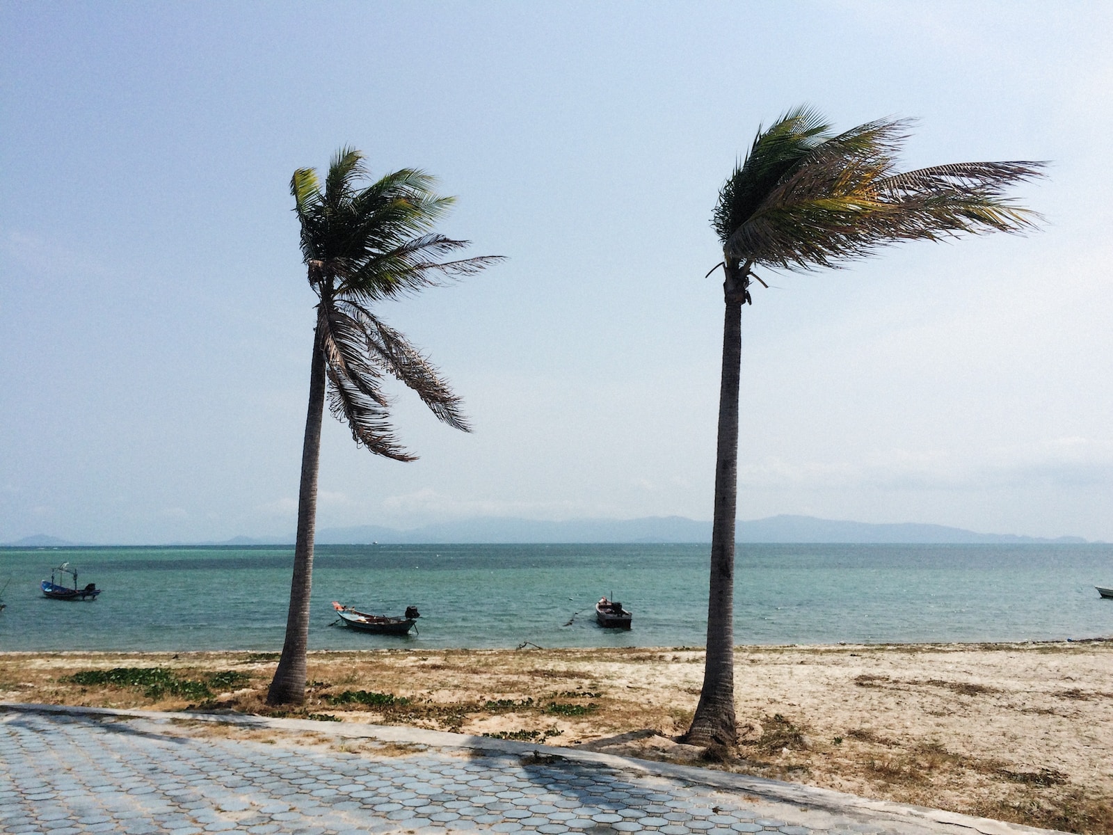 two palm trees blowing in the wind on a beach